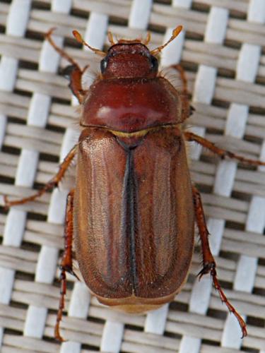 Amphimallon assimile