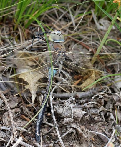 Anax parthenope