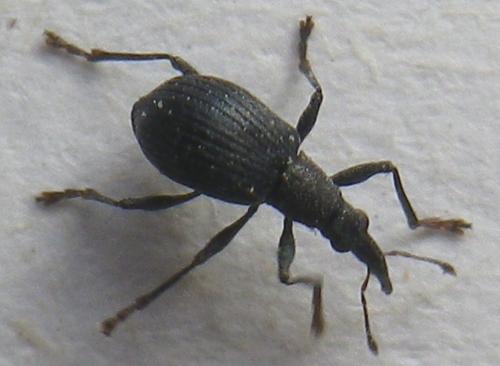 Oxystoma ochropus