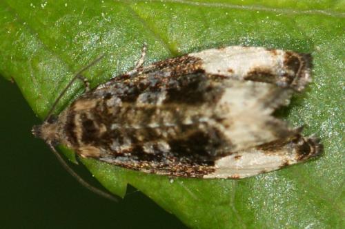 Hedya pruniana