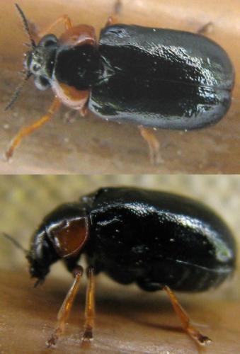 Réf. 141 584 : Smaragdina aurita