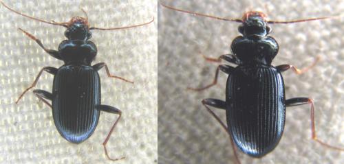Réf. 141 583 : Leistus spinibarbis