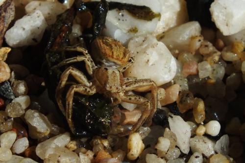 Xysticus sp.