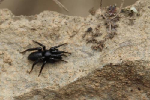 Zelotinae