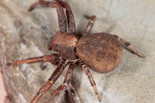 Bassaniodes robustus
