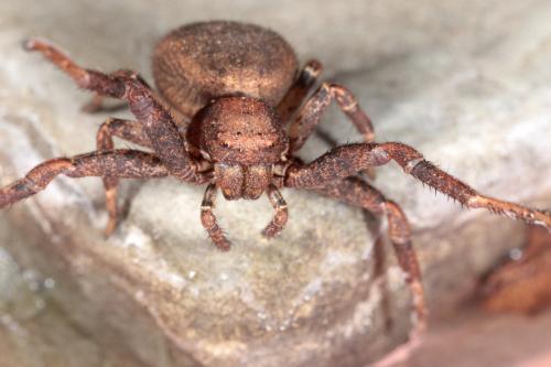 Réf. 141 452 : Bassaniodes robustus