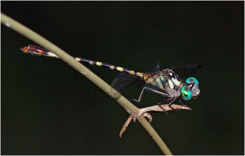Archeogomphus infans