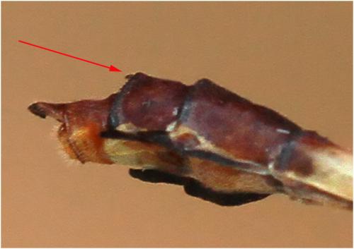 Archeogomphus infans