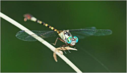 Archeogomphus infans