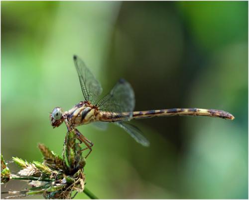 Archeogomphus infans