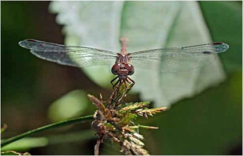 Archeogomphus infans
