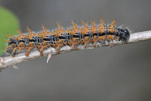 Réf. 141 705 : Nymphalis polychloros