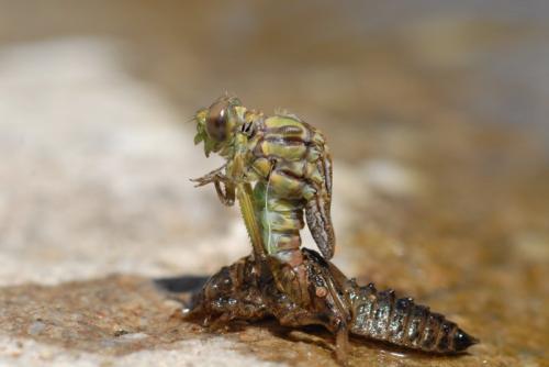 Onychogomphus uncatus