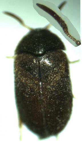 Attagenus smirnovi