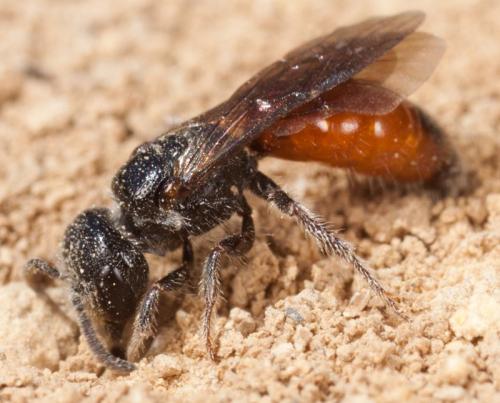 Réf. 141 493 : Sphecodes sp.