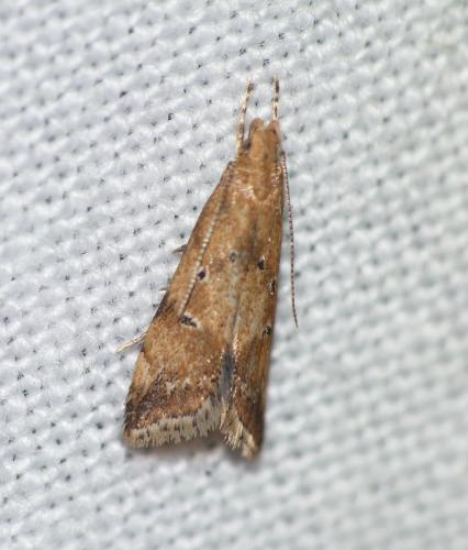 Brachmia blandella