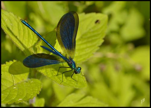 Calopteryx virgo