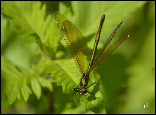 Calopteryx sp.