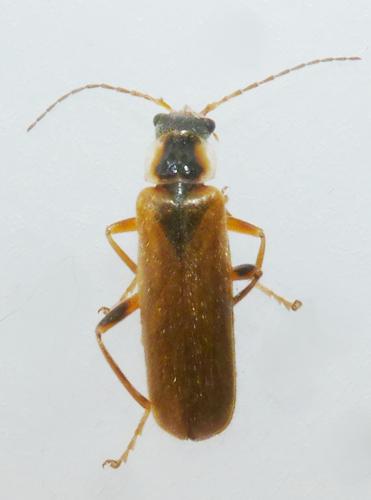 Cantharis decipiens