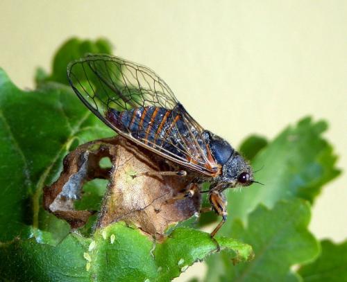 Cicadetta cantilatrix