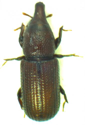 Hexarthrum capitulum