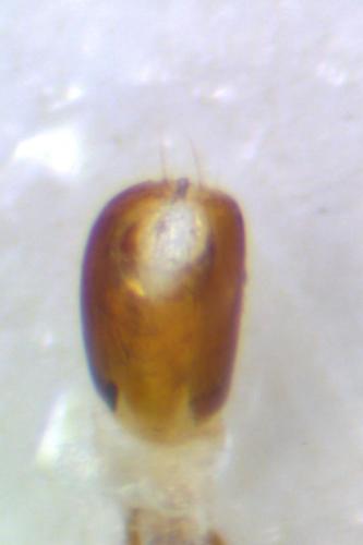 Hexarthrum capitulum