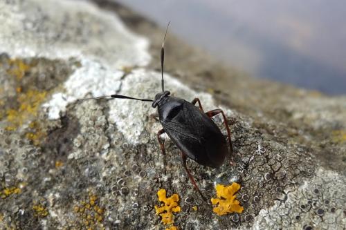 Réf. 141 474 : Capsus ater