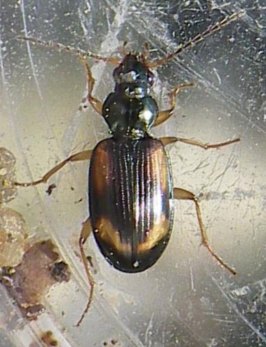 Bembidion sp.