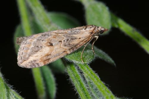 Chesias isabella