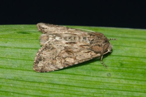 Réf. 141 717 : Apamea anceps