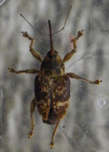 Curculio betulae