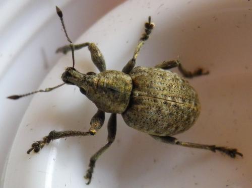 Liophloeus tessulatus
