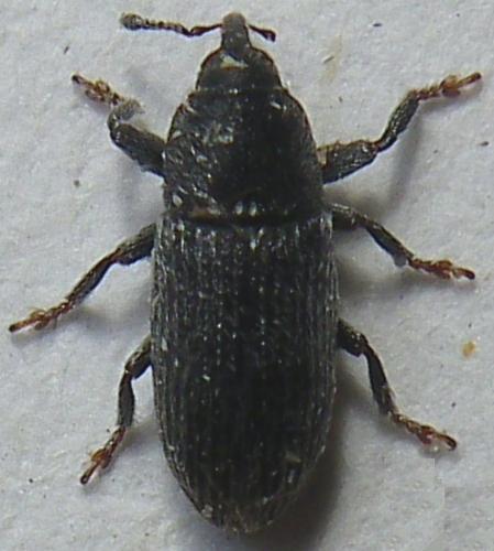 Réf. 141 680 : Mecinus pyraster