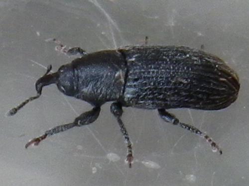 Réf. 141 588 : Mecinus pyraster