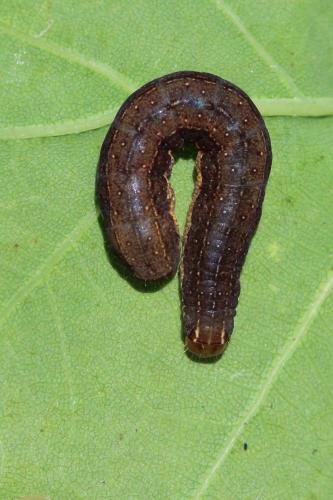 Réf. 141 080 : Conistra ligula