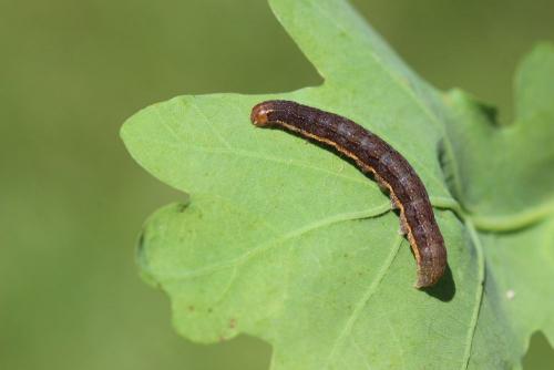 Réf. 141 081 : Conistra ligula