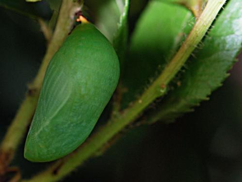 Charaxes jasius