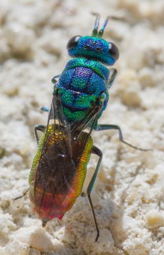 Réf. 141 439 : Chrysis sp.