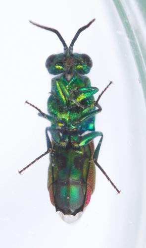 Réf. 141 459 : Chrysis sp.
