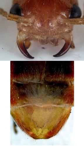 Réf. 141 008 : Cantharis cryptica