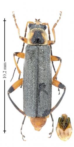 Réf. 141 287 : Cantharis nigricans
