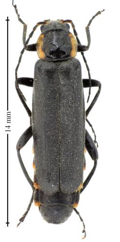 Réf. 141 295 : Cantharis paradoxa