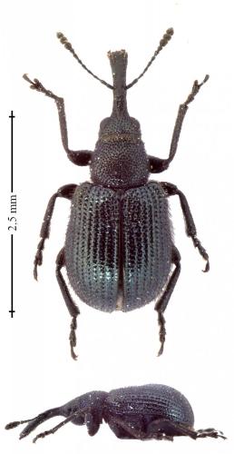 Neocoenorrhinus germanicus