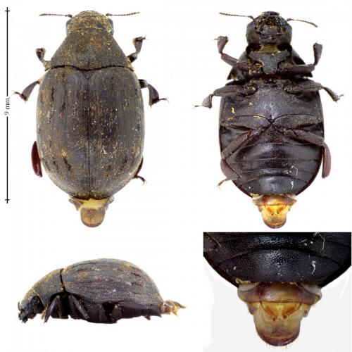 Byrrhus sp.