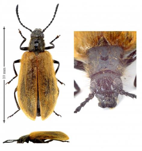 Lagria atripes