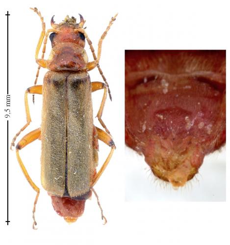 Réf. 141 676 : Cantharis cryptica