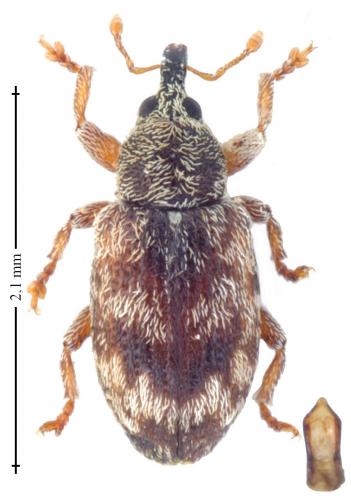 Ellescus infirmus
