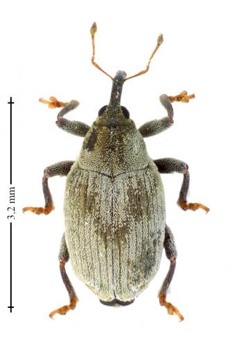 Drupenatus nasturtii