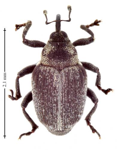 Amalorrhynchus melanarius