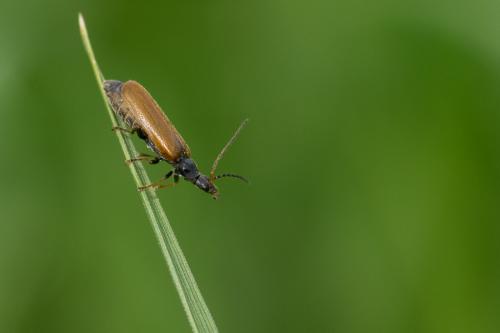 Rhagonycha sp.